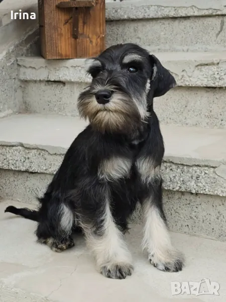 Черен и сребрист кученца., снимка 1