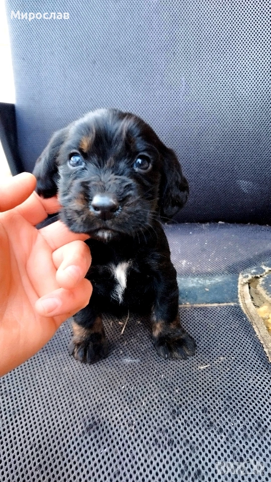 Мъжки Английски Кокер , снимка 1