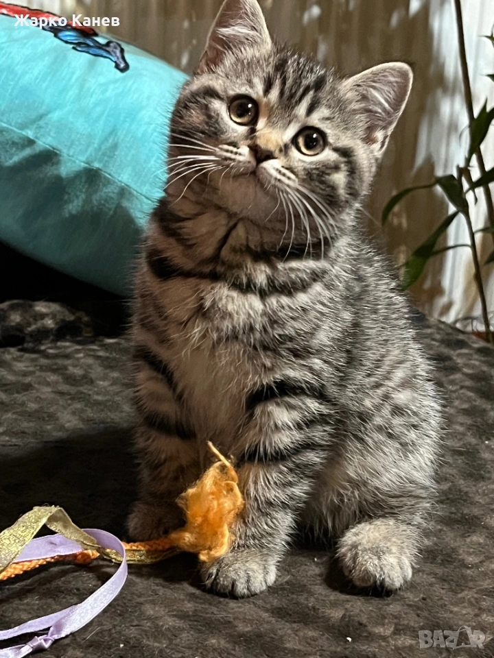 Страхотно  британче, снимка 1