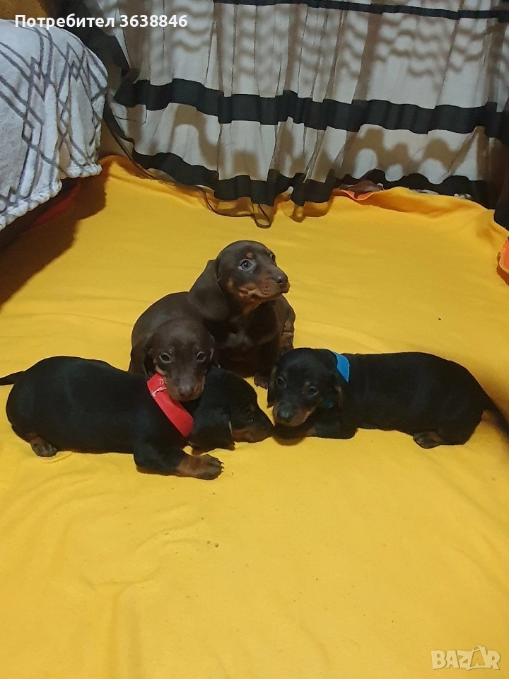 Дакел, снимка 1