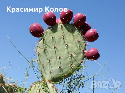 Студоустойчив ядлив кактус Опунция, Opuntia engelmannii, екзотични,овощни, снимка 1