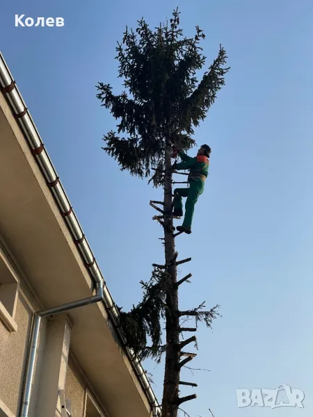 Рязане  и кастрене на рискови дървета Пловдив, снимка 1