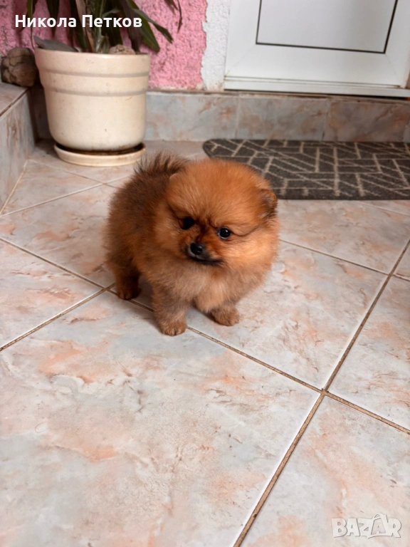 Померан мини , снимка 1