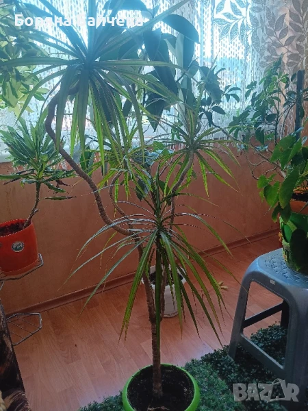 Палма драцена, снимка 1