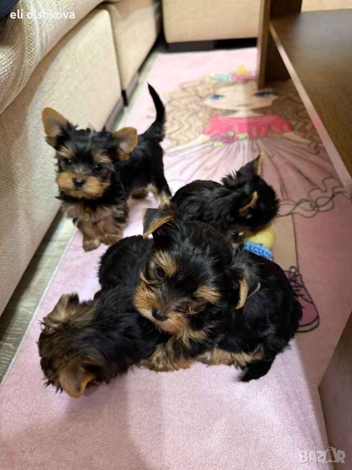 мини йорки , снимка 1