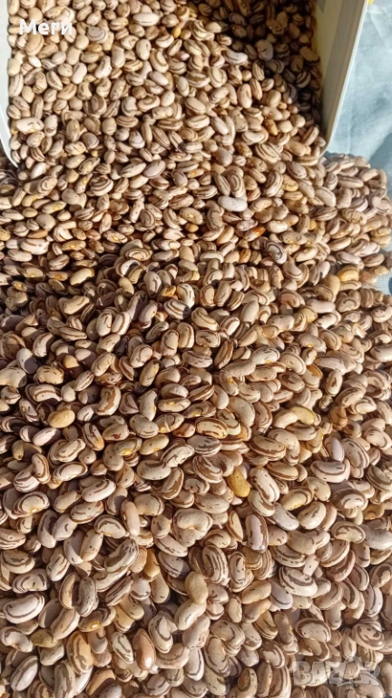 Домашно отгледан шарен боб - реколта 2025. Без химия - произведен за линча употреба, снимка 1