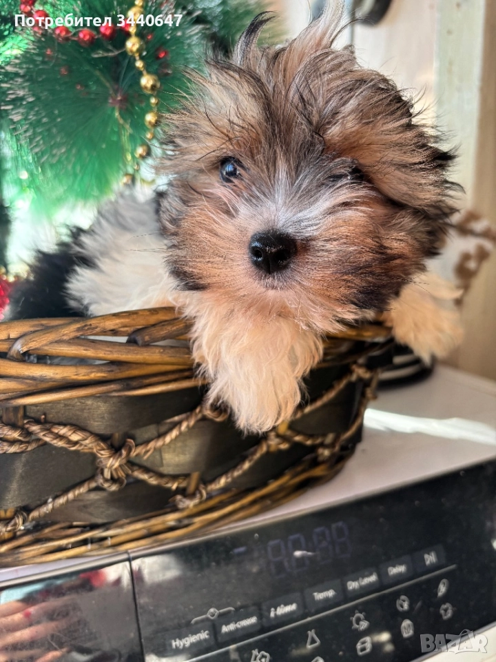 Мъжко йорки бивър, снимка 1