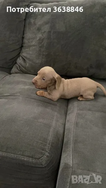 Мини дакел, снимка 1