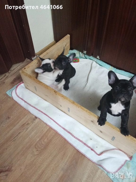 кученца , снимка 1