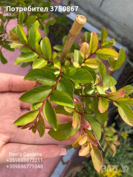 Индийският люляк (Lagerstroemia indica) , снимка 1