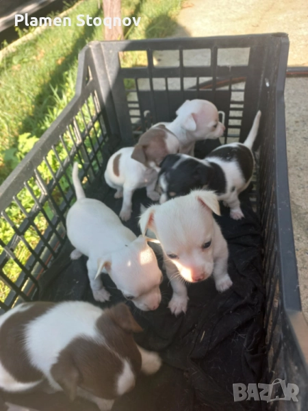 Чихопинчер , снимка 1