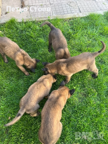 Малки кученца , снимка 7 - Белгийска овчарка - 54251779