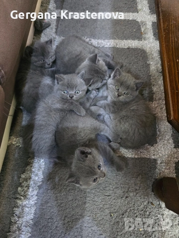 Британски котенца