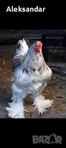 Петел Сплаш Брама