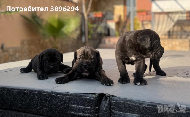 Уникални кученца кане корсо италяно,шоу клас чистокръвни., снимка 14 - Кане корсо - 52775457