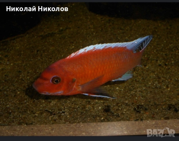 Африкански Цихлиди Малави, снимка 4 - Рибки - 51768254