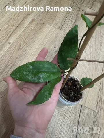 Hoya Caudata Green splash , снимка 3 - Стайни растения - 48646170