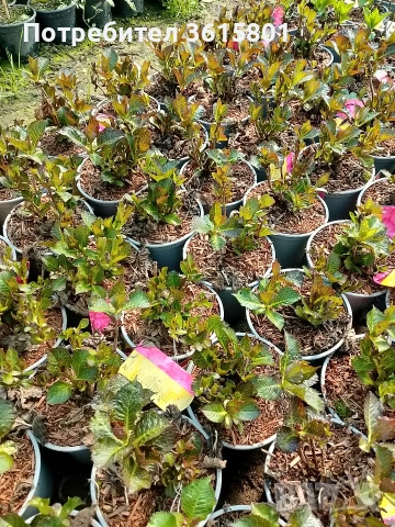 лавровишна , снимка 17 - Градински цветя и растения - 53971651