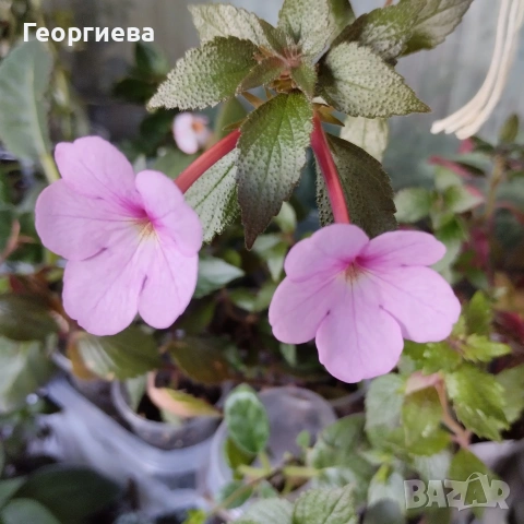 ахименес ризоми комплект , снимка 9 - Стайни растения - 53292597