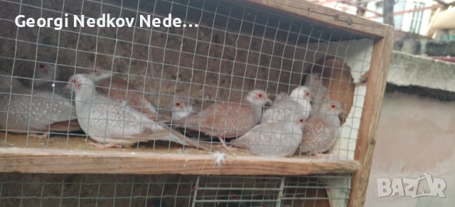 Продавам диамантени гугутки, снимка 5 - други­ - 52755830