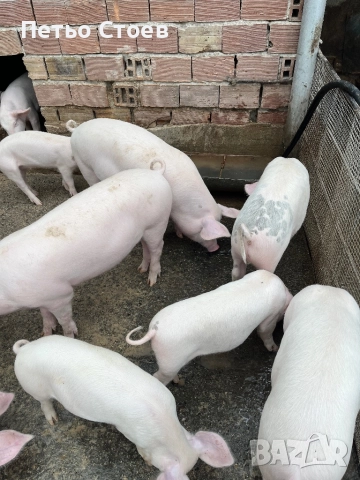 Малки прасета , снимка 4 - Прасета - 52316622