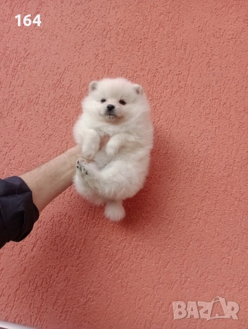 Бяло женско Померанче. Снимки от днес!, снимка 2 - Померан - 53518274