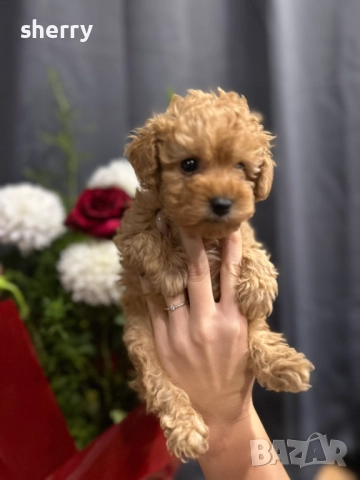 Той пудели, снимка 2 - Пудели - 52331322