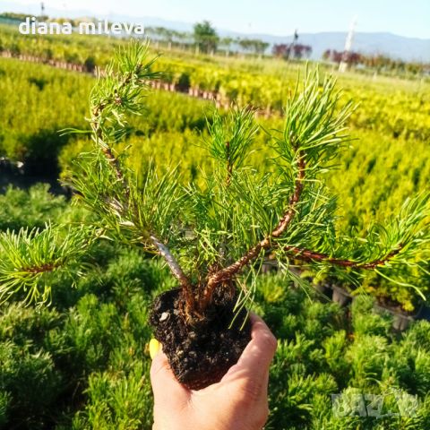  Pinus Mugo Mughus, Клек, снимка 6 - Градински цветя и растения - 40696492