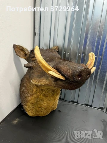 Препариран трофей брадавичеста свиня, снимка 3 - Други - 50464318