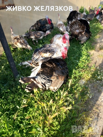 Продавам , домашно-отгледани пуйки,пуяци,петли и кокошки,  за разплод  , снимка 11 - Кокошки и пуйки - 53639962