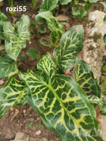 Продавам многогодишни студоустойчиви цветя от моята градина на гол корен., снимка 12 - Градински цветя и растения - 49873504