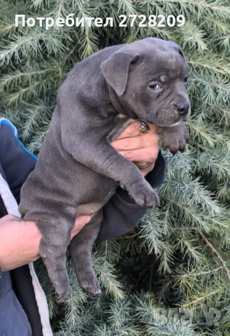 Американско Були Покет/American Bully Pocket , снимка 5 - Питбул - 52860044