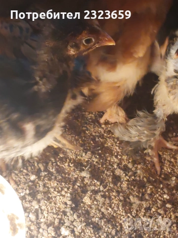 Пилета , снимка 5 - Кокошки и пуйки - 54163977