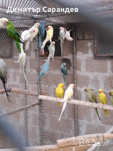 Продавам Малки александри, снимка 2 - Папагали - 53434056