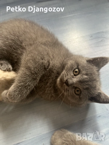 Британски късокосмести котета, снимка 5 - Британска късокосместа - 54211965
