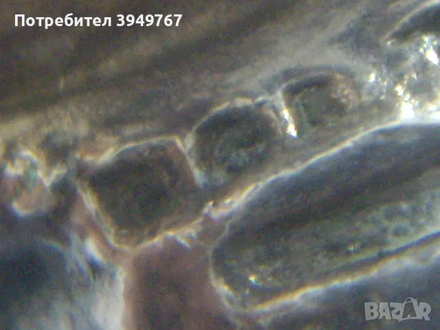 Старо интересно цвете., снимка 6 - Други - 50351374