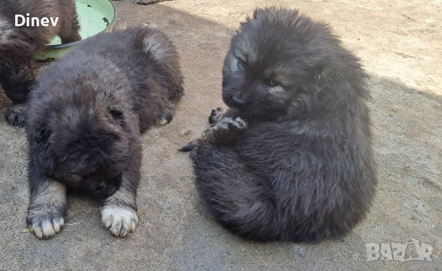 Кавказки овчарки , снимка 6 - Кавказка овчарка - 53990762