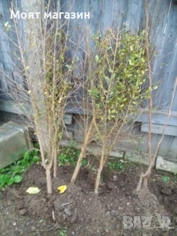 Нар фиданки, снимка 7 - Градински цветя и растения - 53641244