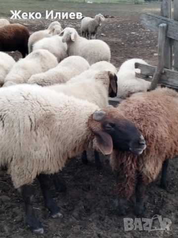 Продавам плевенски черноглав коч, снимка 3 - Овце - 54200369