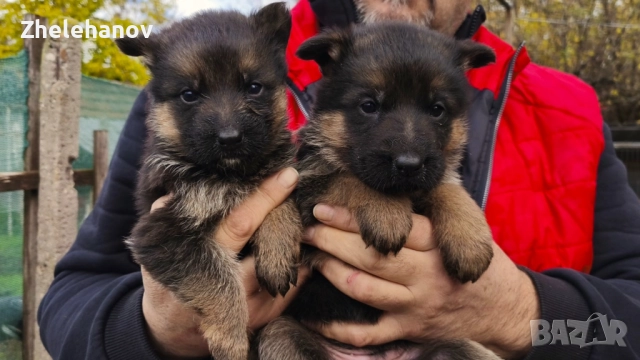 Немска Овчарка от Развъдник "Von Zhelehanov", снимка 2 - Немска овчарка - 52180692