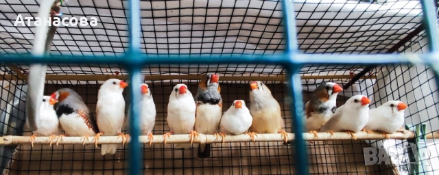 Зеброви Амадинки финки Варна, снимка 4 - Амадини - 42100147