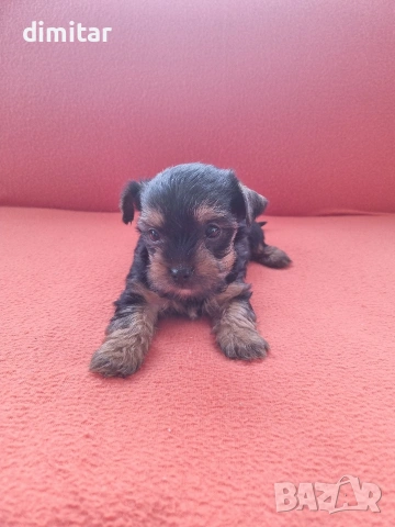 Йоркшир териер момче. , снимка 9 - Йоркширски териер - 53138683