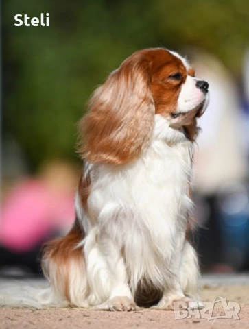 Кавалер кинг чарлз шпаньол, снимка 4 - Кавалер кинг чарлз шпаньол - 52850242