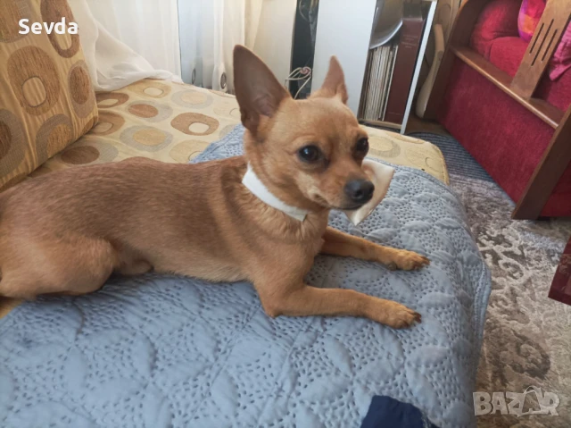 Търся женски чихупинчър за потомство,предлагам заплащане   , снимка 1