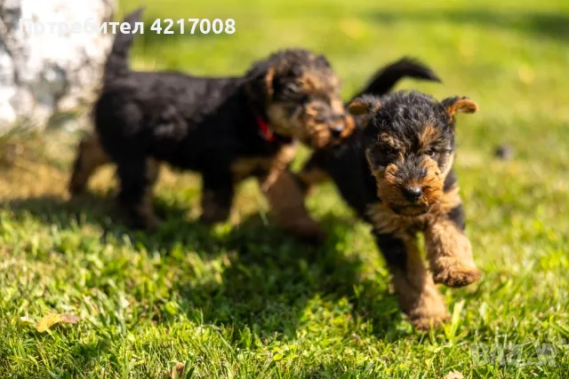 Уелски Териер welsh terrier , снимка 2 - Други - 47060691