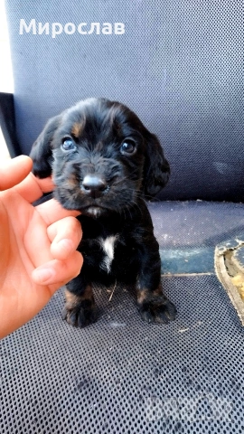 Мъжки Английски Кокер 