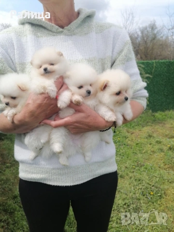 Момчета , снимка 3 - Померан - 54079165