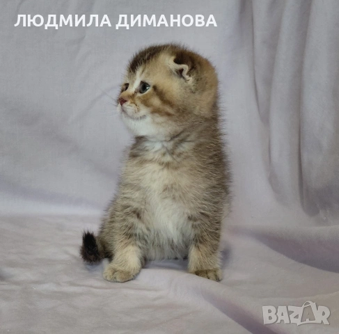 Шотландско мъжко. , снимка 8 - Британска късокосместа - 53571974