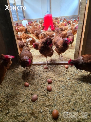 Кокошки ломан браун