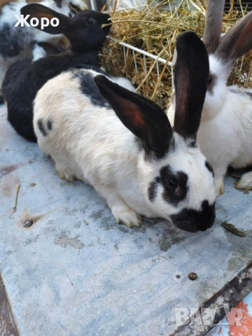 Зайци за разплод, снимка 10 - Други животни - 53611714